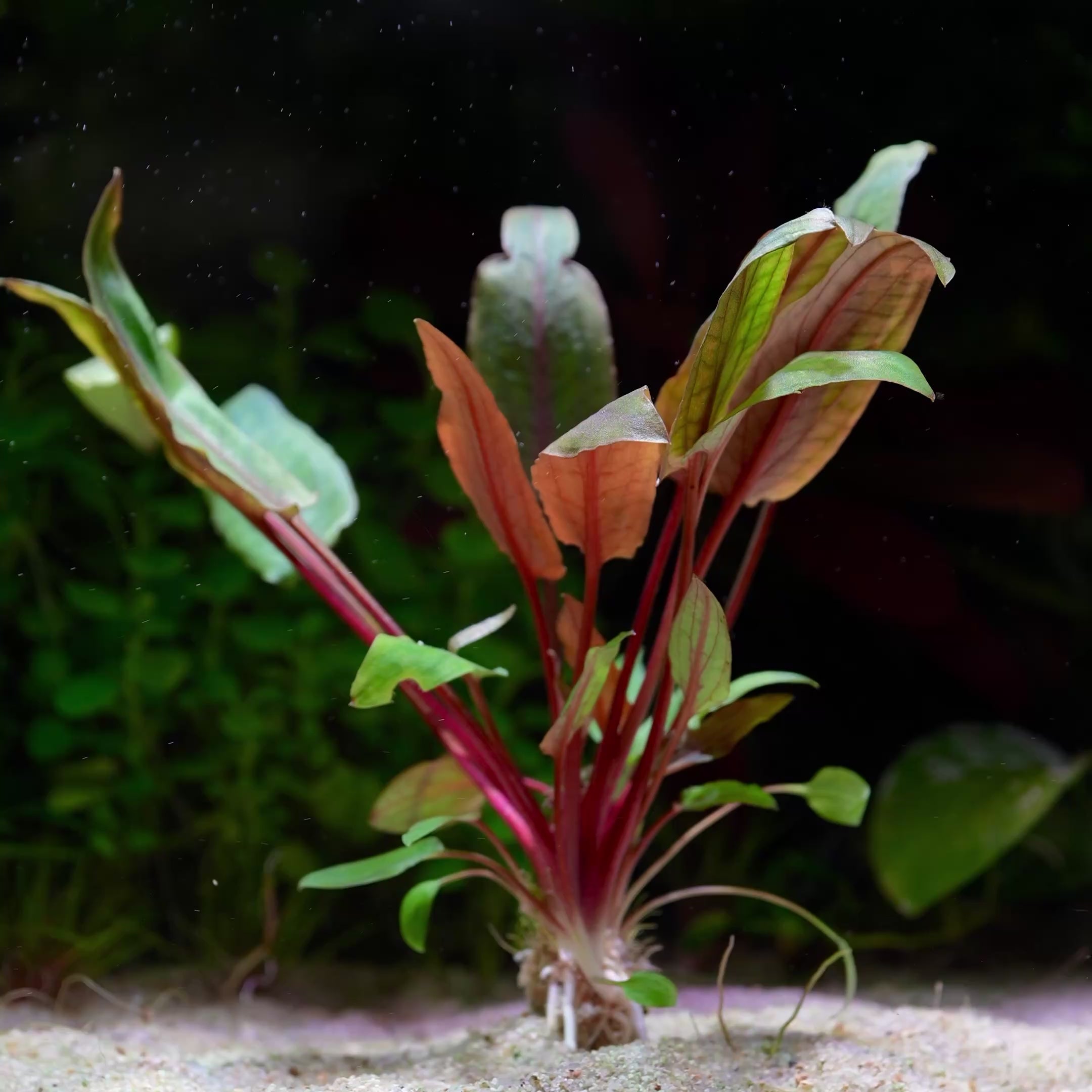Cryptocoryne Usteriana - Tropical Aquarium Plant - CloudAqua