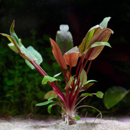 Cryptocoryne Usteriana - Tropical Aquarium Plant - CloudAqua