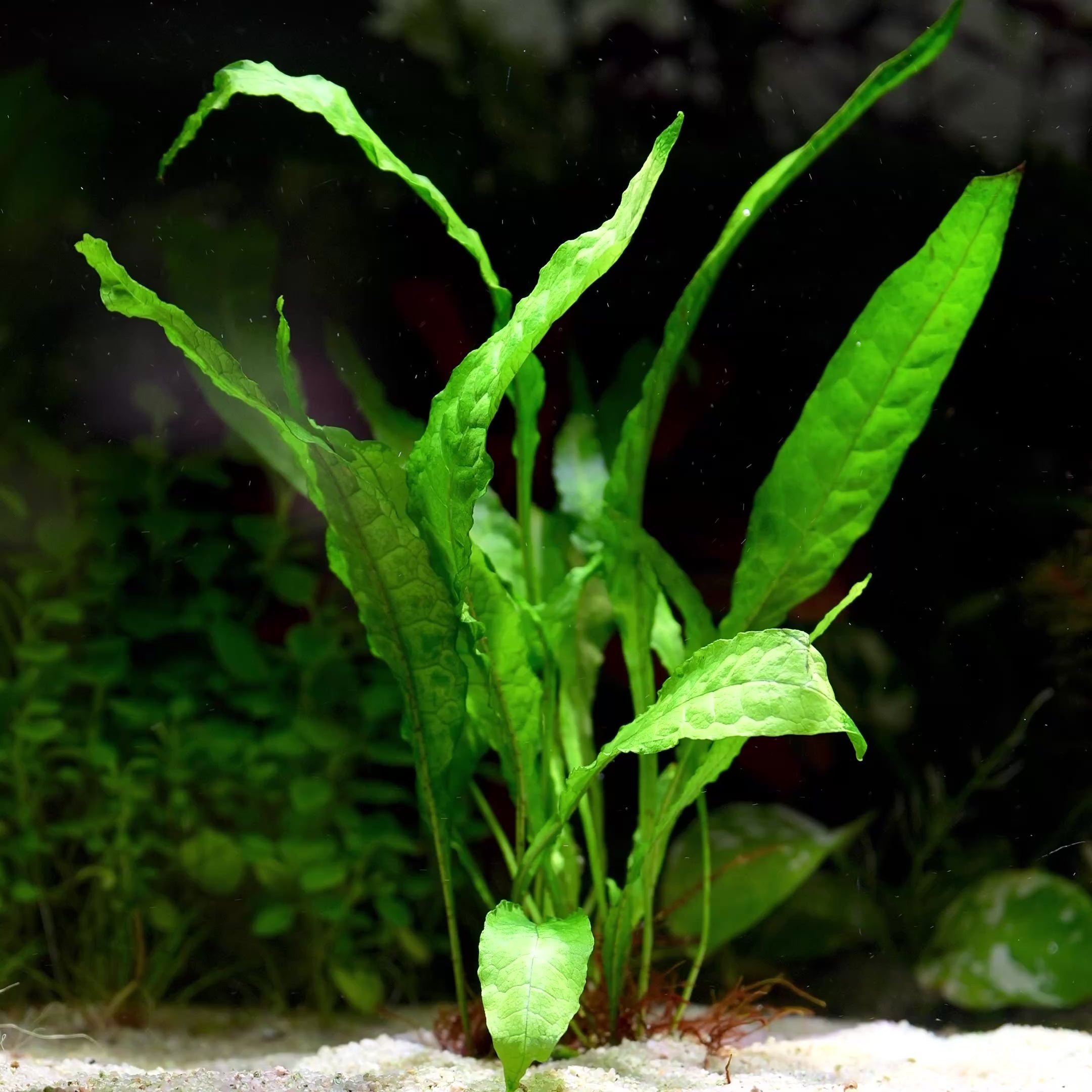 Microsorum Pteropus - Tropical Aquarium Plant - CloudAqua