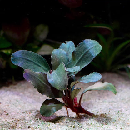 bucephalandra pandora rare epiphyte aquarium plant flowing in water