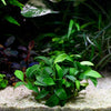anubias pangolino rare aquarium epiphyte plant flowing in water