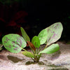echinodorus chocolate marble amazon sword aquatic plant flowing in water