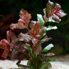 hygrophila triflora aquarium plant flowing in water