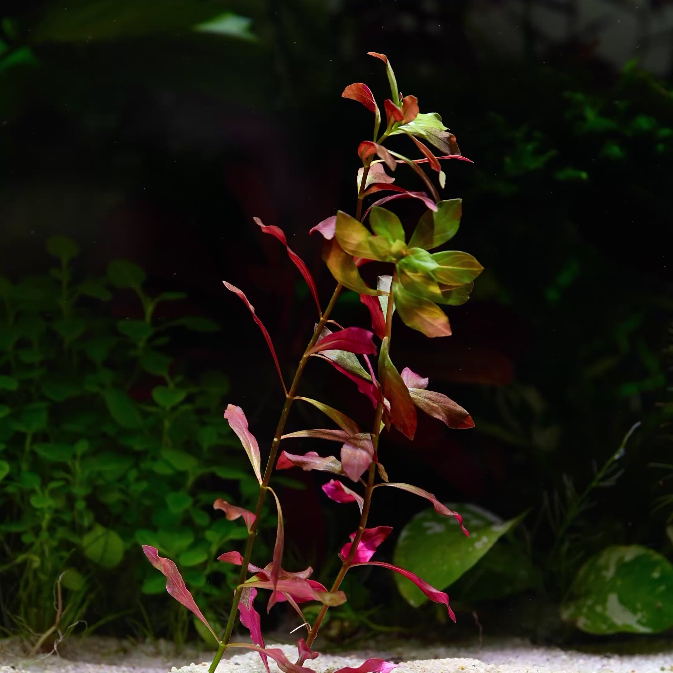 Ludwigia Peruensis - Rare Aquarium Plant - CloudAqua