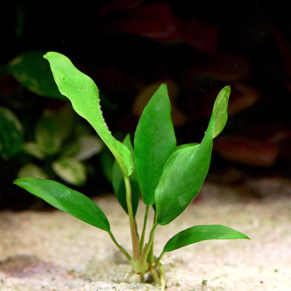 anubias congensis mini aquarium plant flowing in water