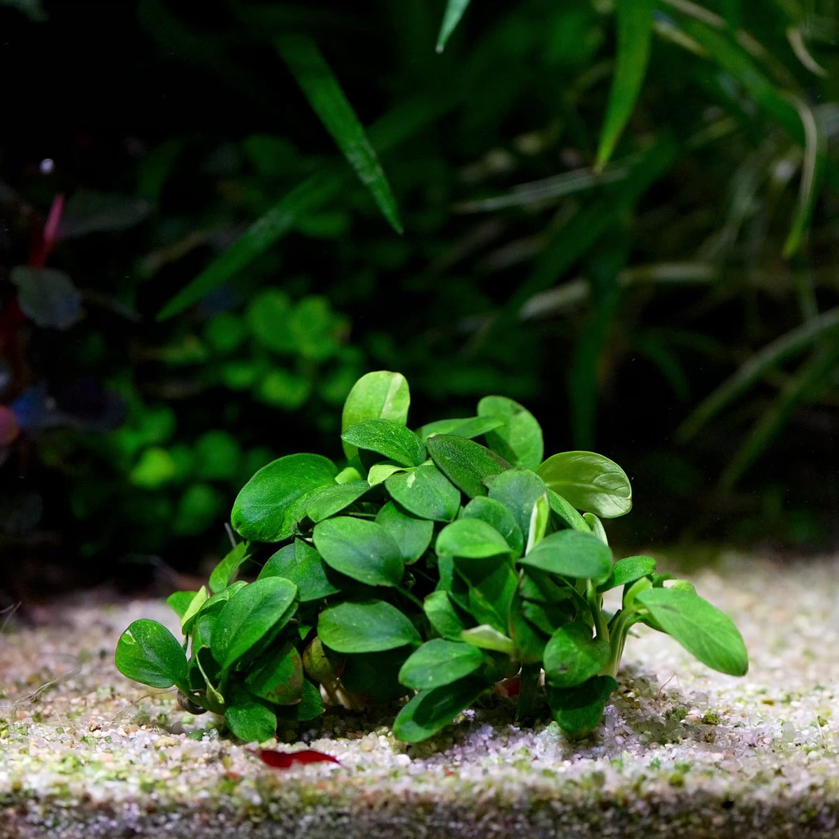 anubias petite mini rare aquarium epiphyte plant flowing in water