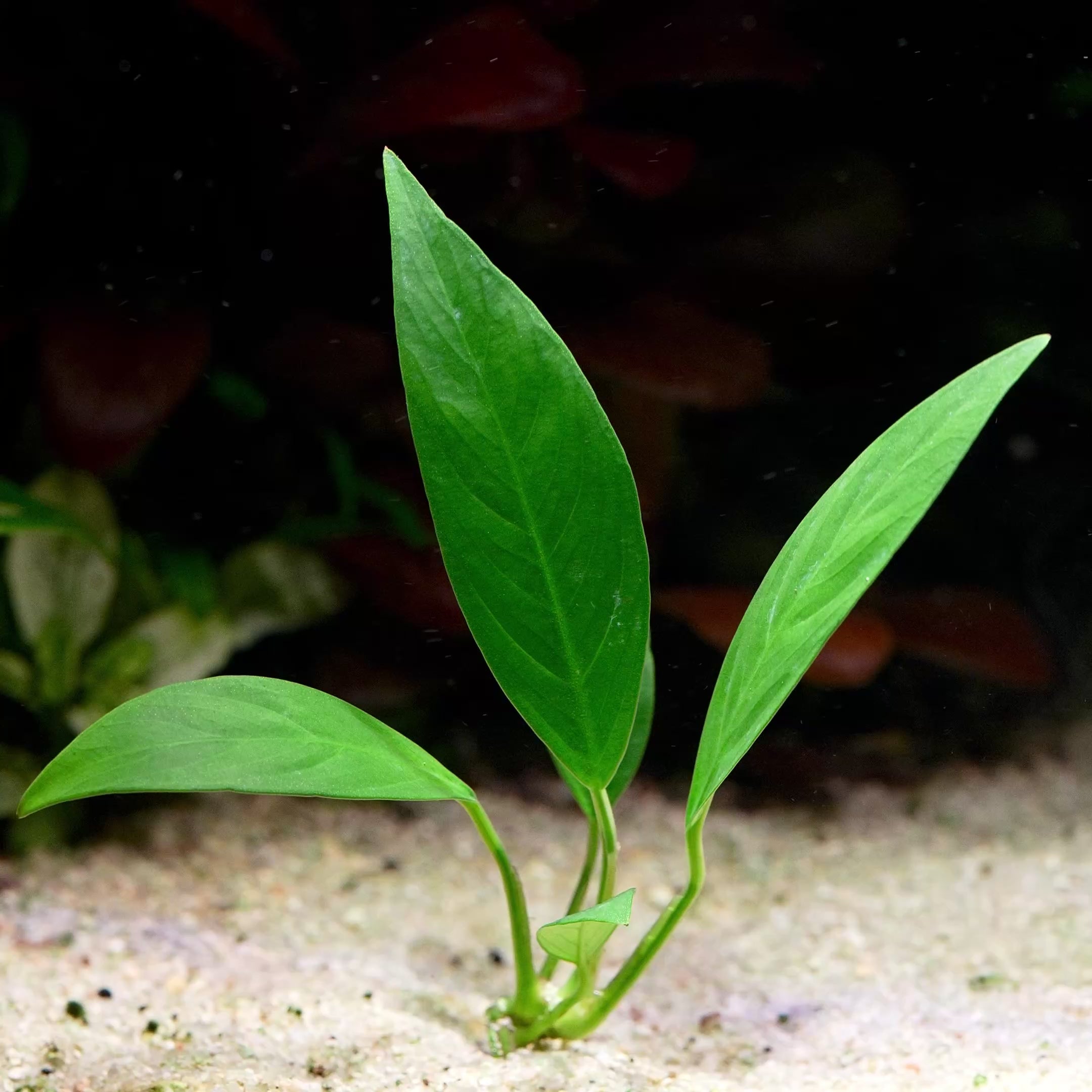 anubias glabra lanceolata aquarium plant flowing in water