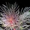 myriophyllum_matogrossense_golden aquarium plant close up