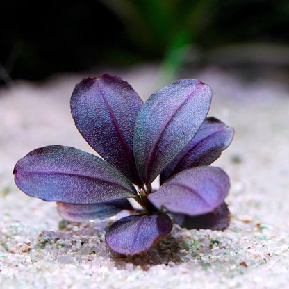 bucephalandra berry round epiphyte aquarium plant flowing in water