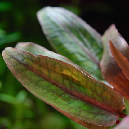 Cryptocoryne Usteriana - Tropical Aquarium Plant - CloudAqua