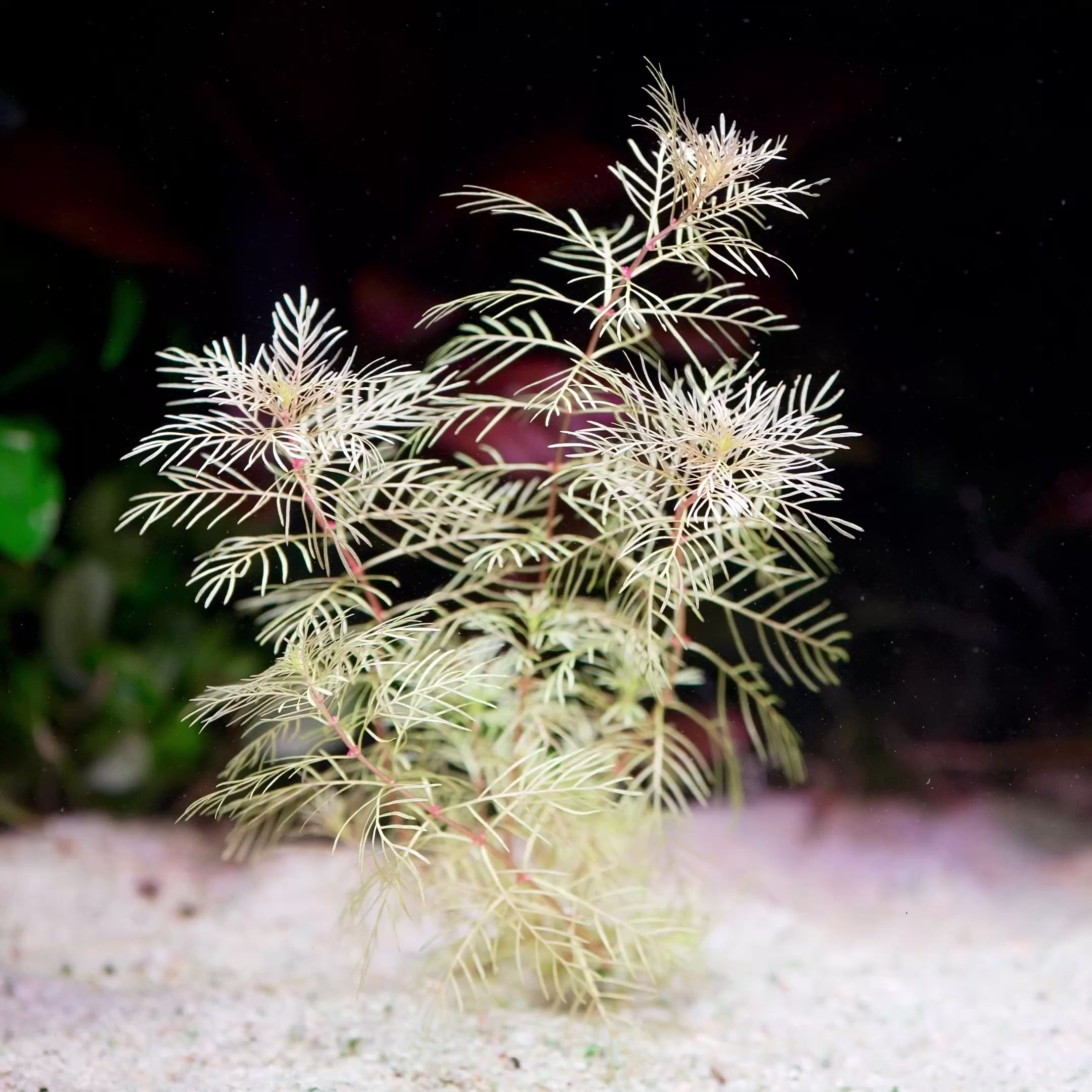 myriophyllum mattogrossense golden aquarium plant flowing in water
