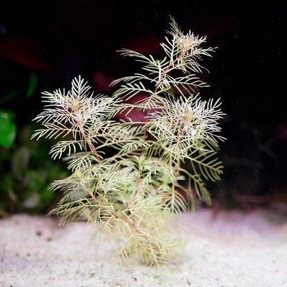 myriophyllum mattogrossense golden aquarium plant flowing in water