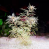 myriophyllum mattogrossense golden aquarium plant flowing in water