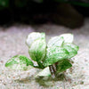 anubias nana petite white aquarium epiphyte plant flowing in water