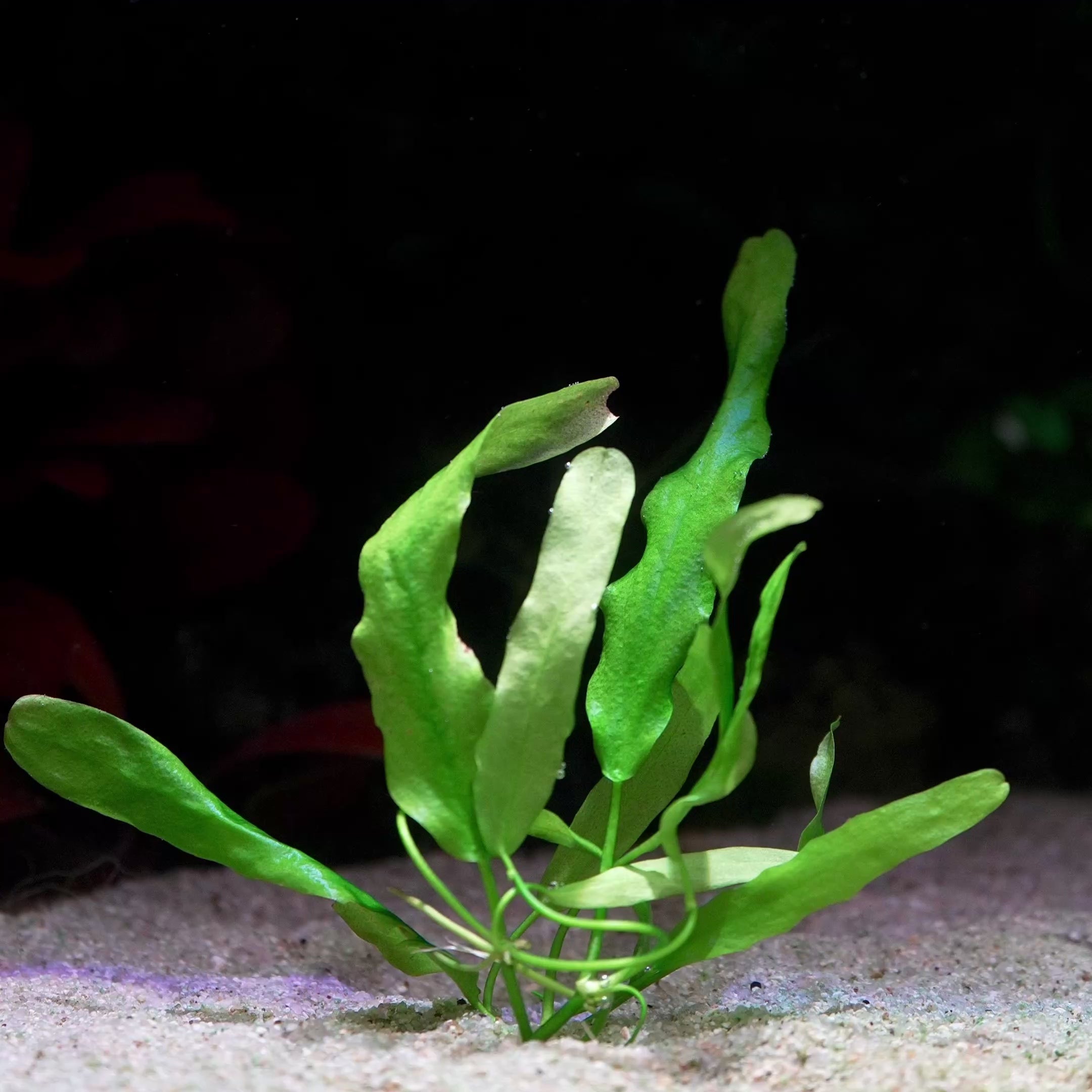 nymphoides flaccida aquatic plant flowing in water