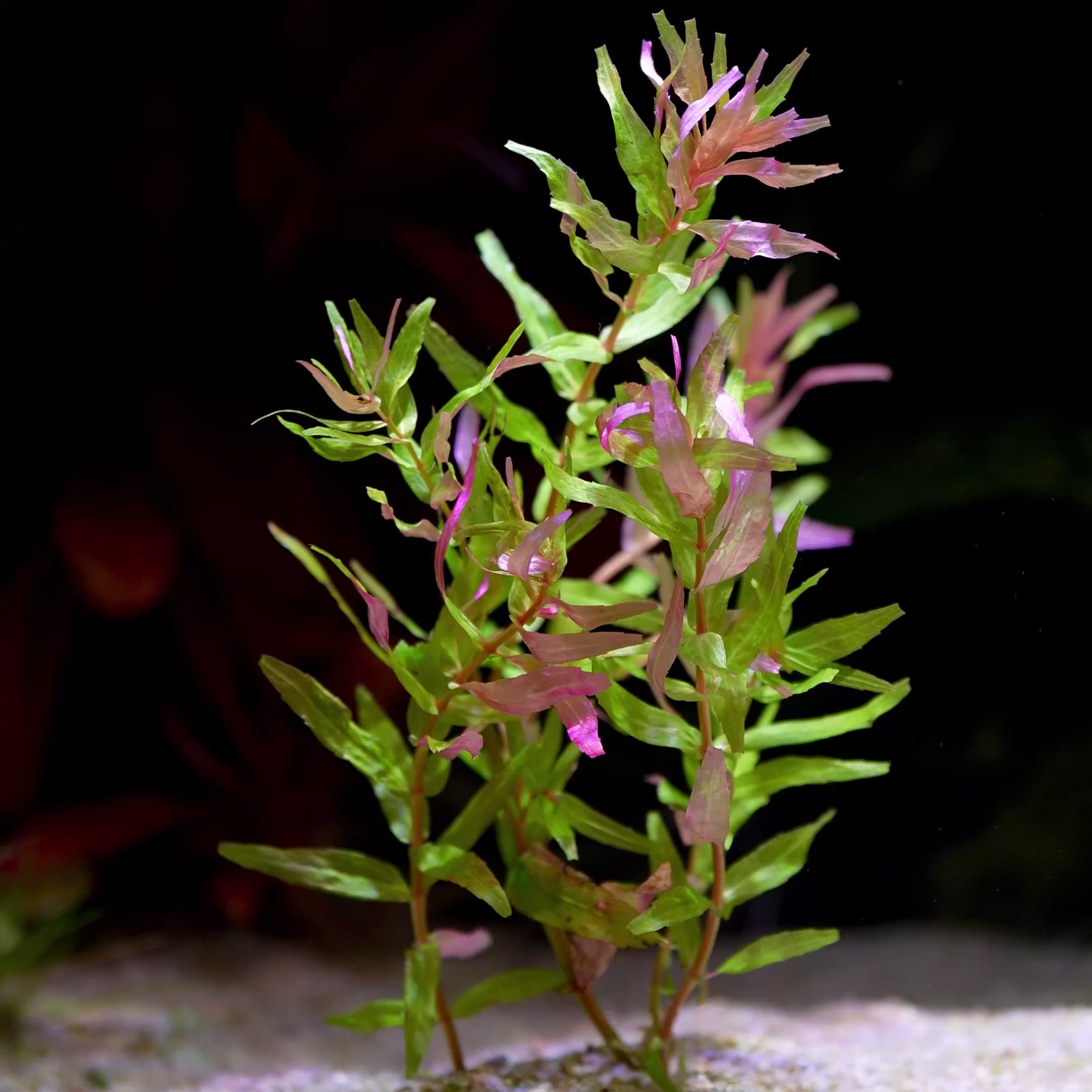 Rotala Macrandra Sp. 'Kochi' - Rare Plant
