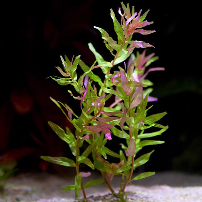 Rotala Macrandra Sp. 'Kochi' - Rare Plant