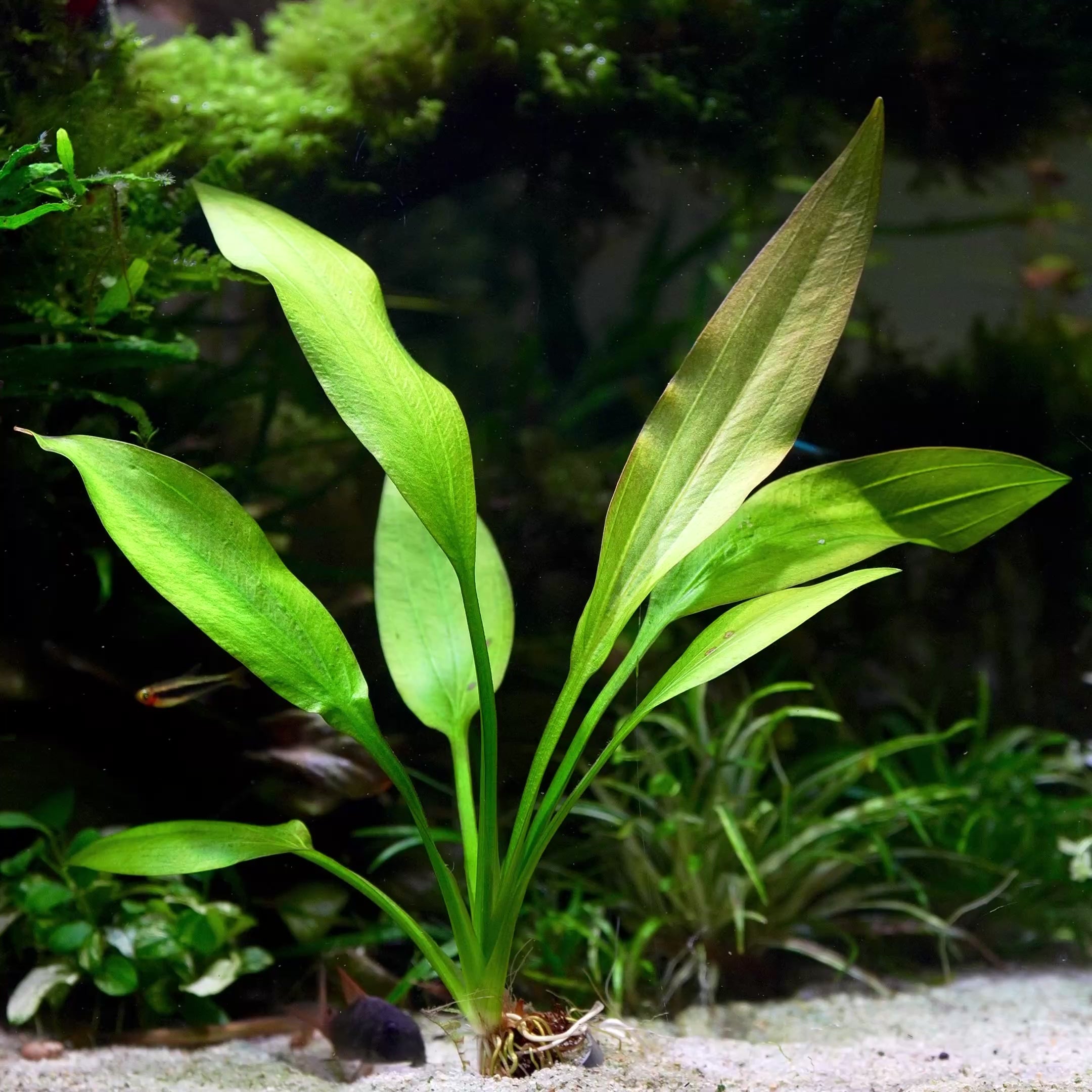 echinodorus grisebachii amazon sword aquatic plant flowing in water
