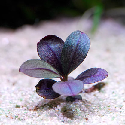 bucephalandra ice round rare aquarium plant epiphyte flowing in water