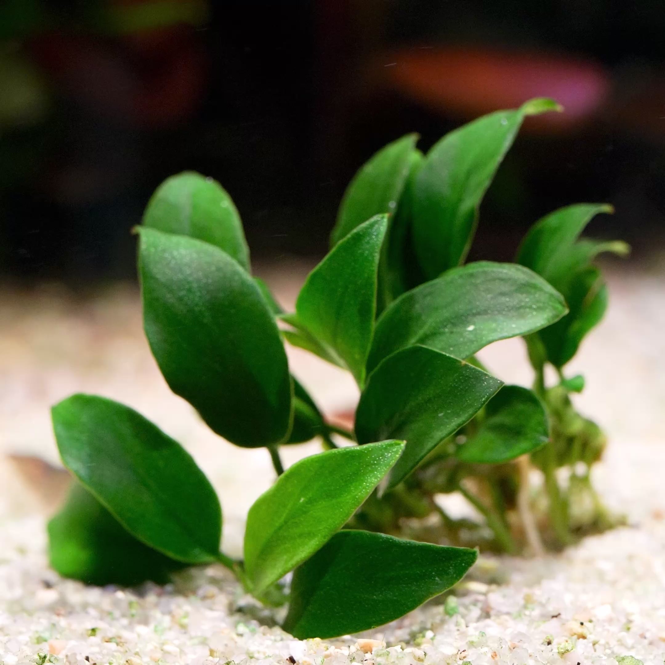 anubias jungle star rare aquarium plant flowing in water