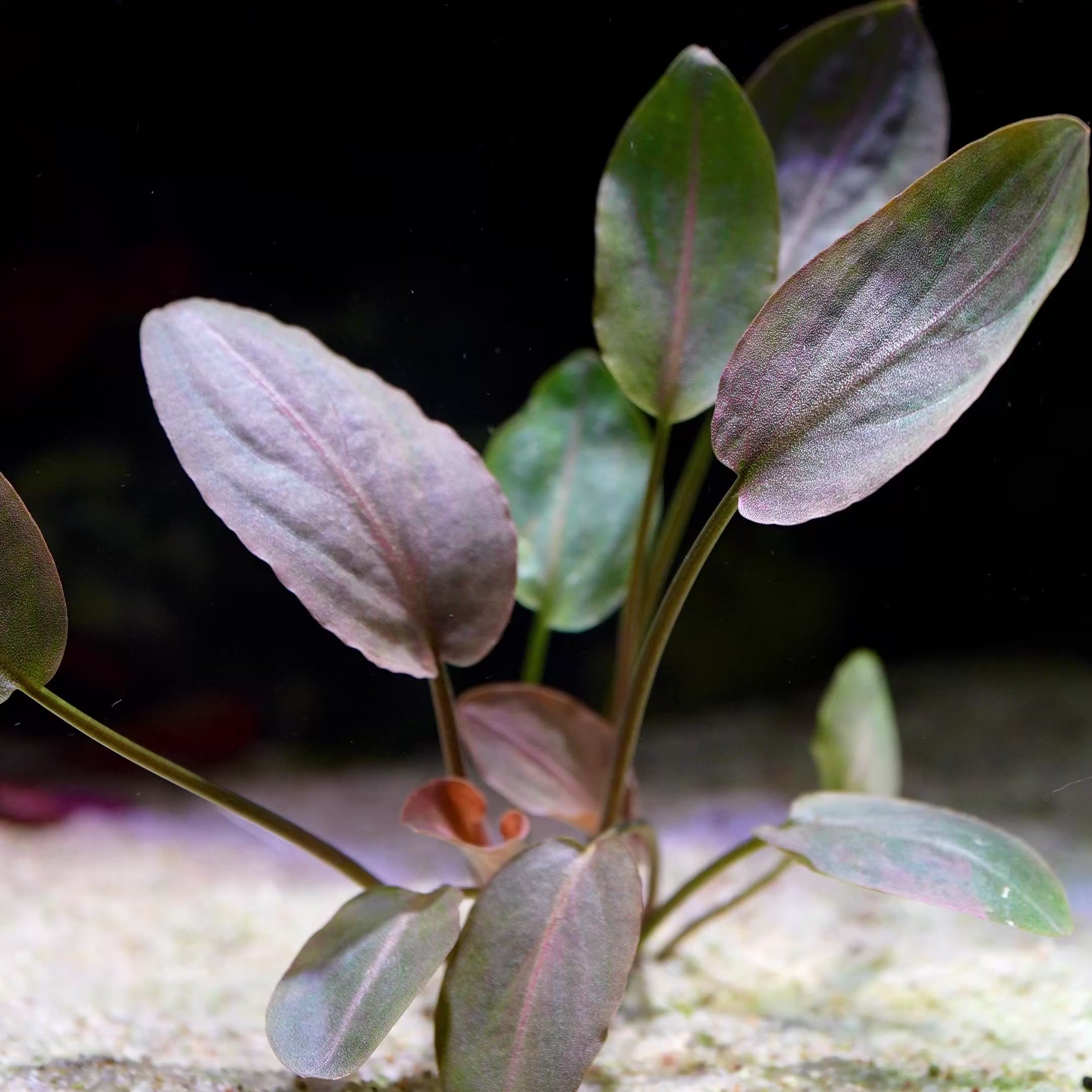 lagenandra meeboldii red flowing in water