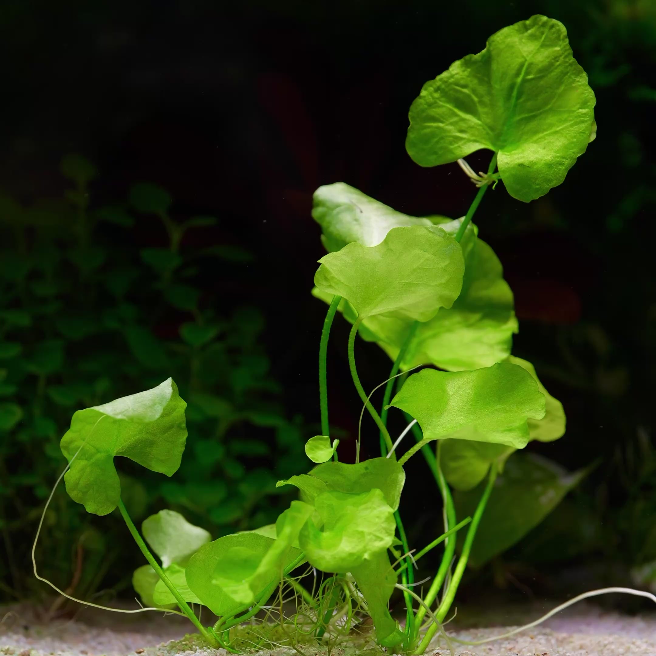 Nymphoides Hydrophylla 'Taiwan' - Tropical Aquarium Plant - CloudAqua