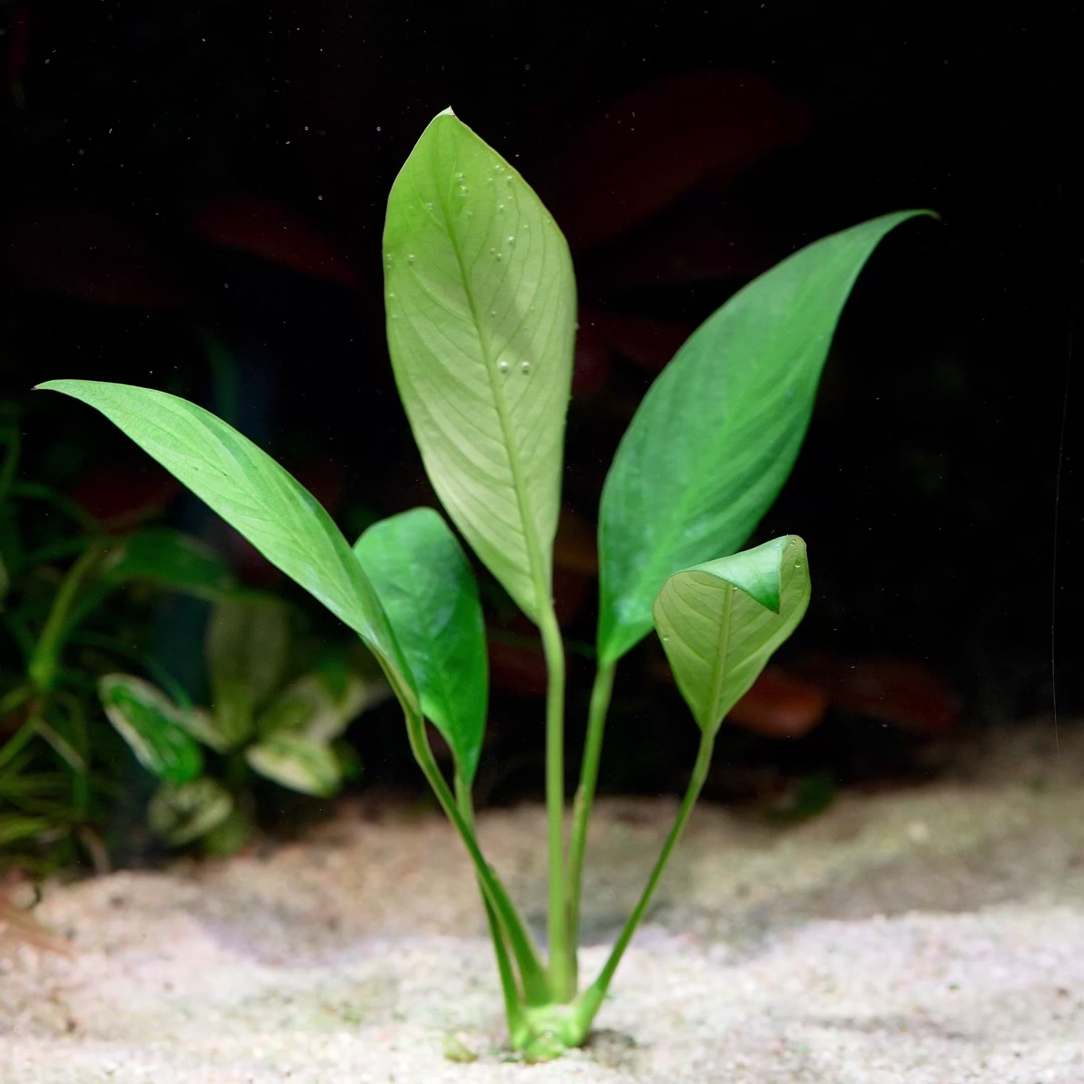 anubias congensis aquarium plant flowing in water