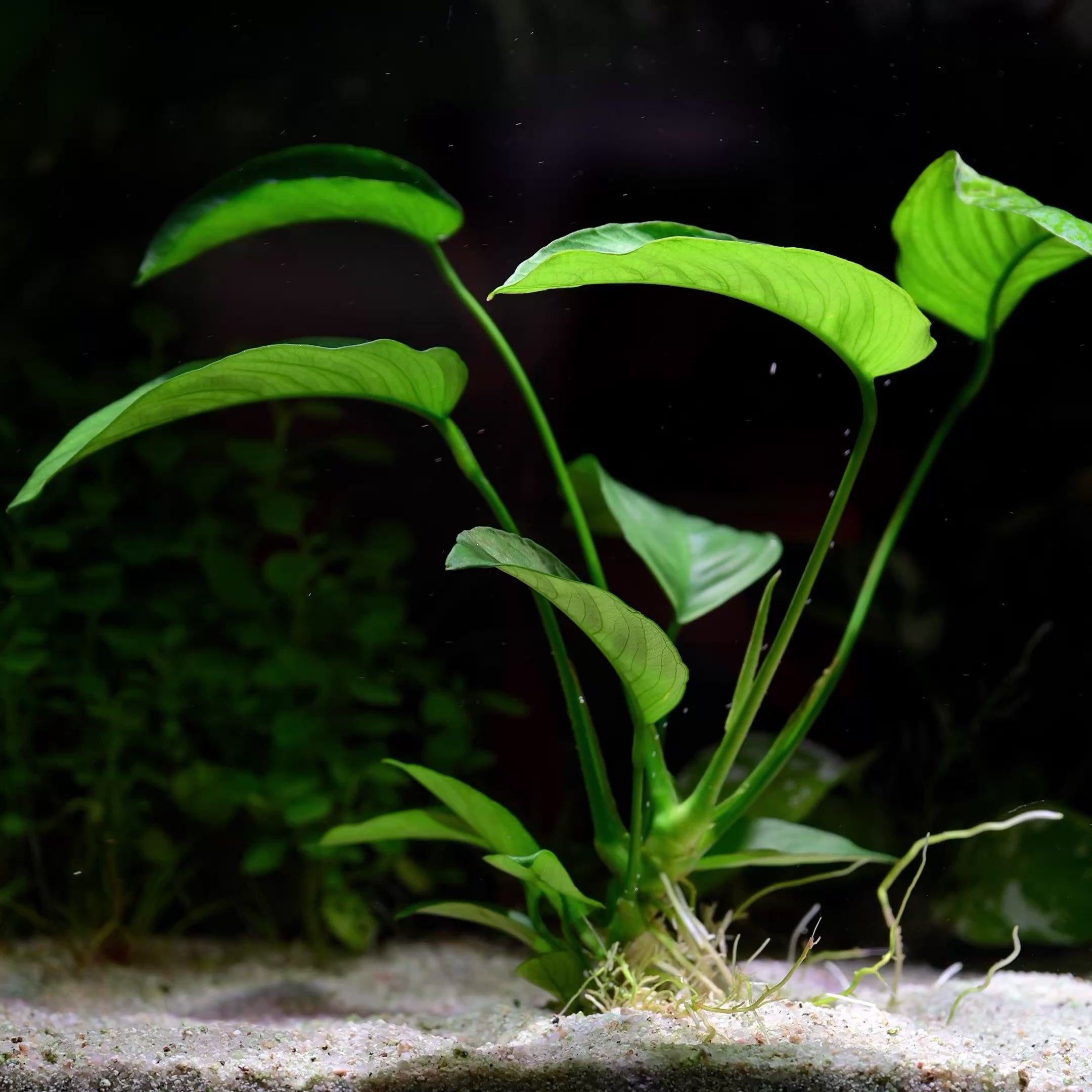 Anubias Barteri Var. Caladiifolia - Tropical Aquarium Plant - CloudAqua