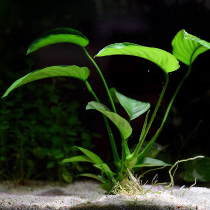 Anubias Barteri Var. Caladiifolia - Tropical Aquarium Plant - CloudAqua