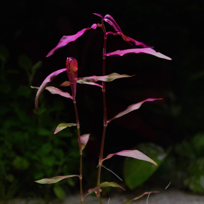Persicaria Sp. 'Sao Paulo' - Rare Aquarium Plant - CloudAqua