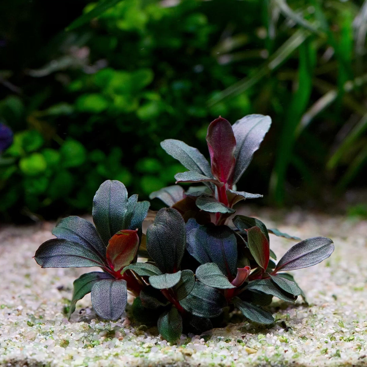 bucephalandra helena long leaf rare aquarium epiphyte plant flowing in water