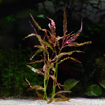 Murdannia Engelsi - Rare Aquarium Plant - CloudAqua