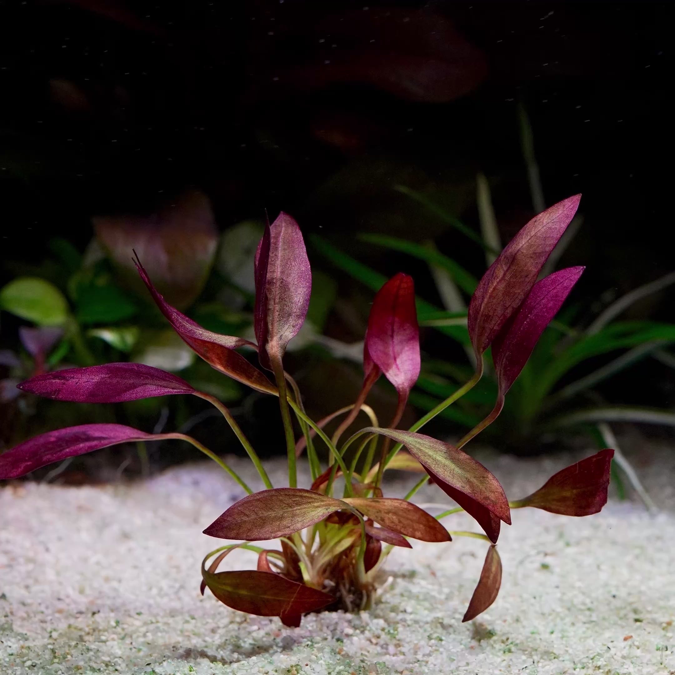 echinodorus aflame amazon sword aquarium plant flowing in water
