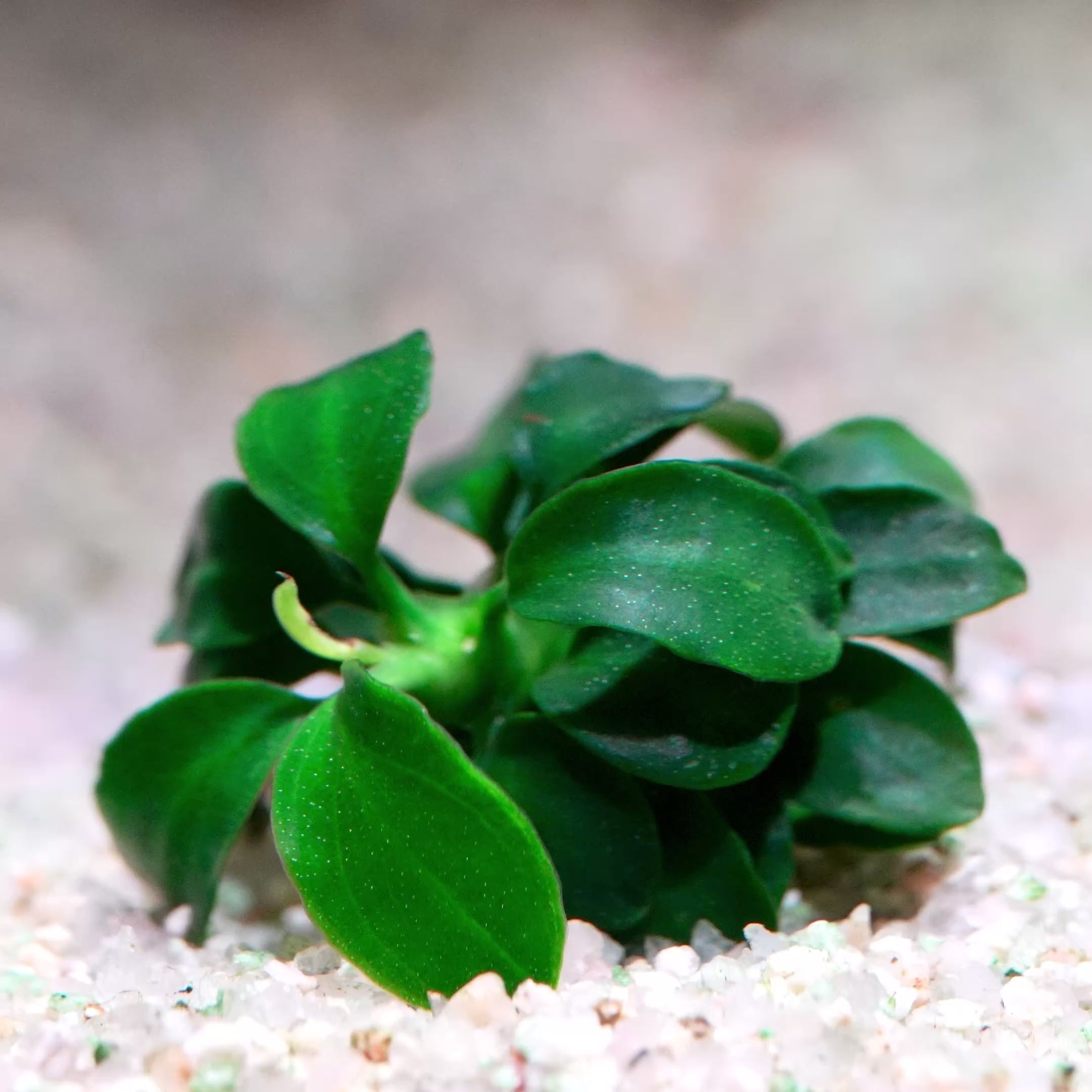 anubias petite nano rare aquarium plant flowing in water