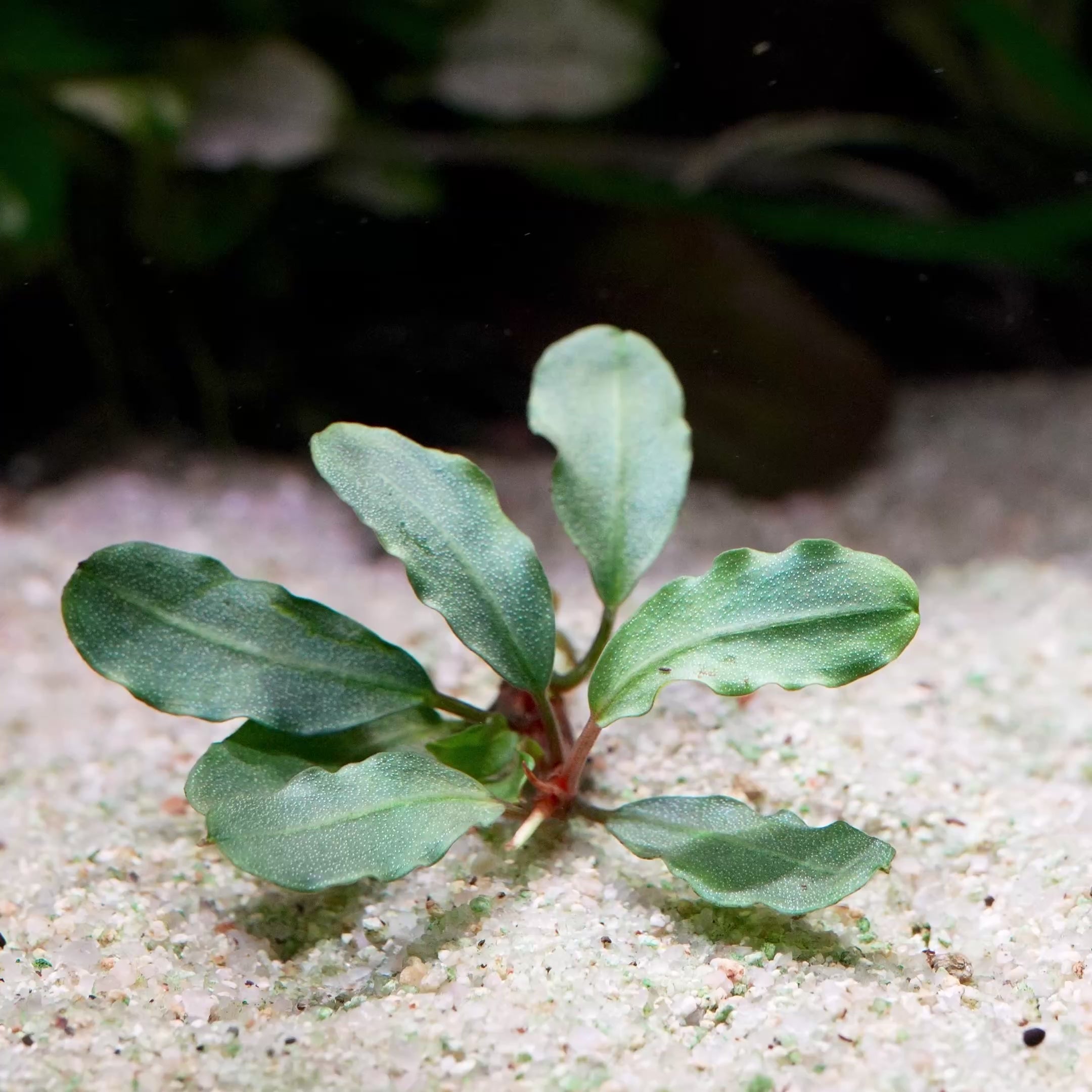 bucephalandra peanut aquarium epiphyte plant flowing in water