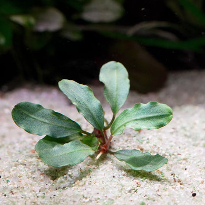 bucephalandra peanut aquarium epiphyte plant flowing in water
