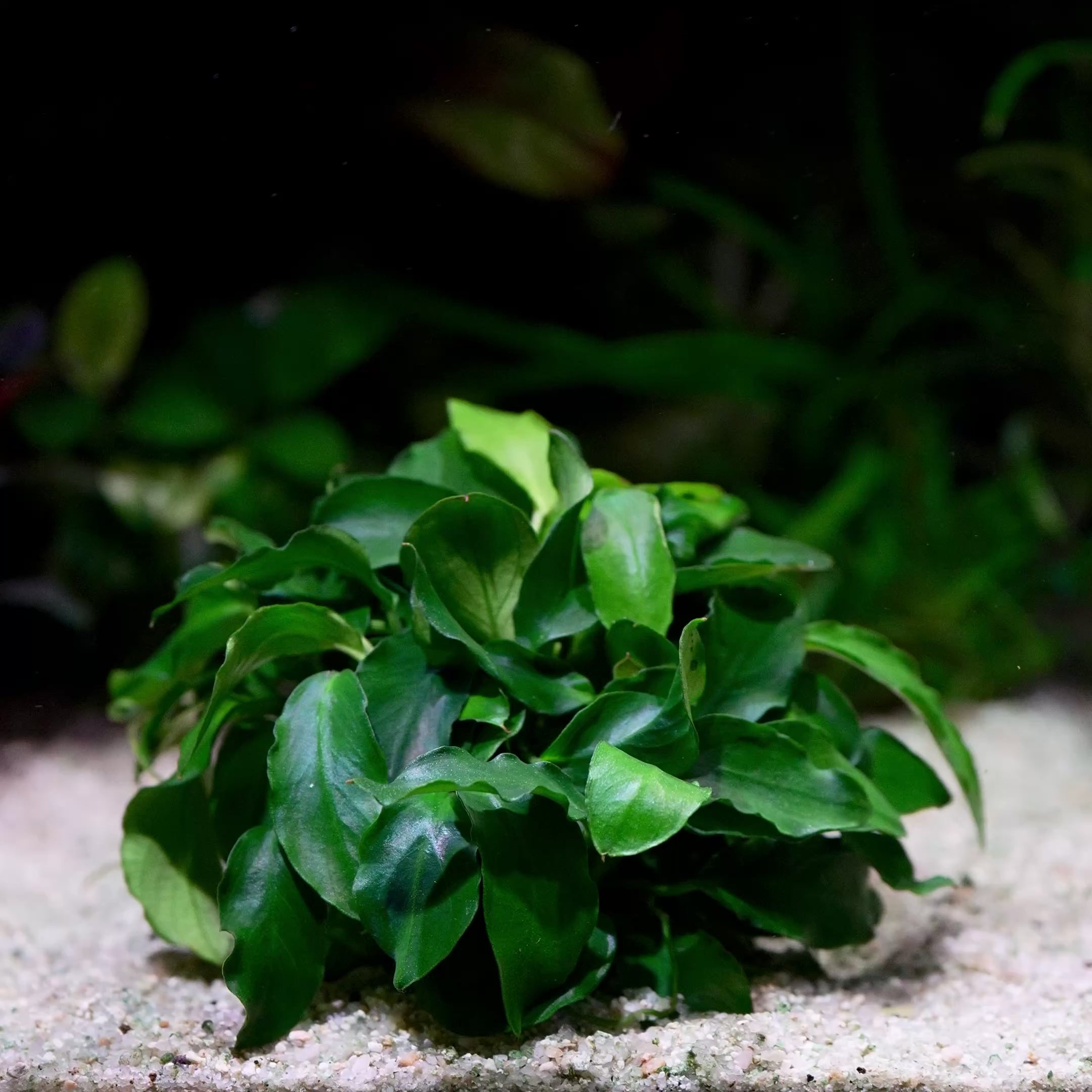 anubias nana petite wavy aquarium epiphyte plant flowing in water