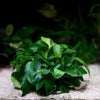 anubias nana petite wavy aquarium epiphyte plant flowing in water