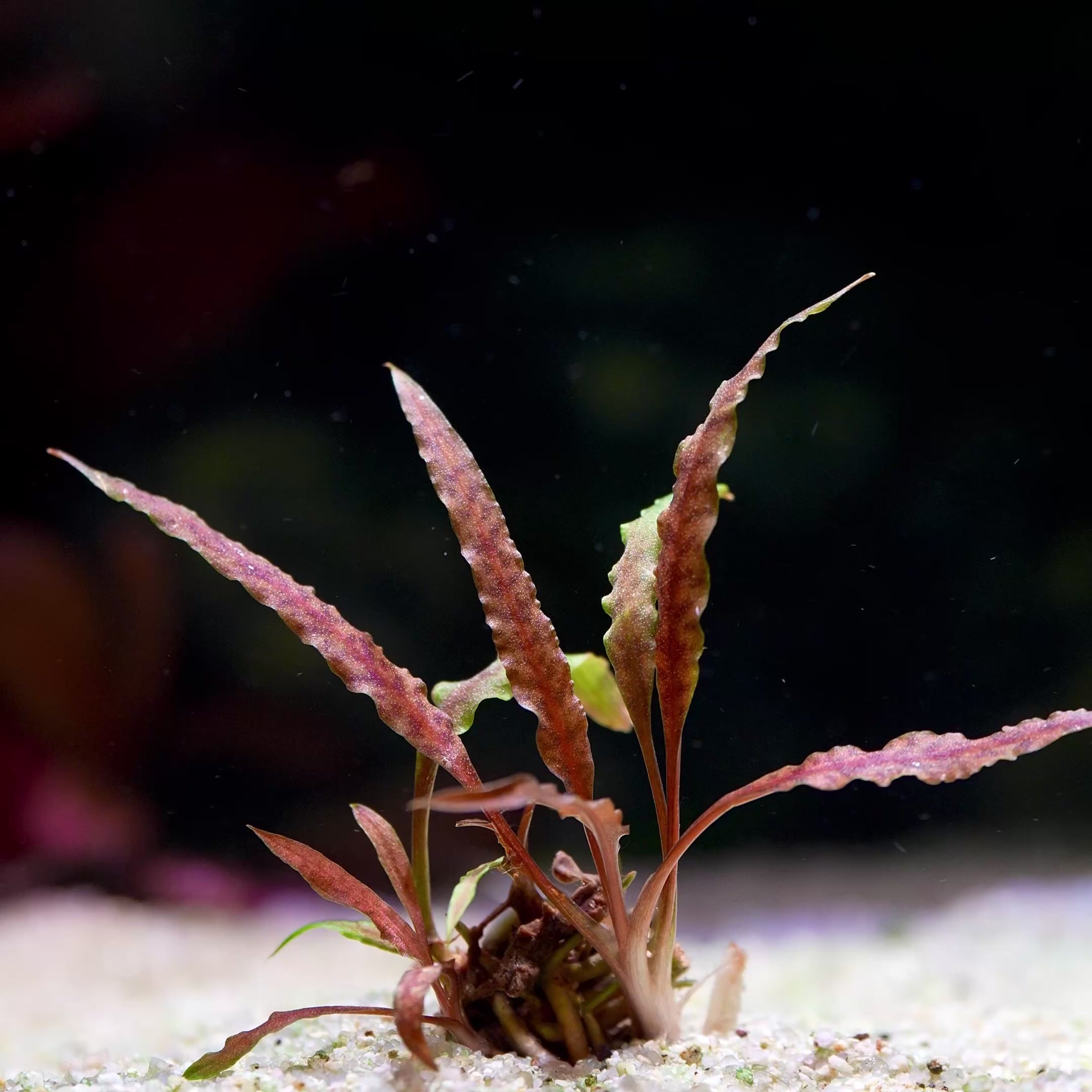cryptocoryne albida brown flowing in water