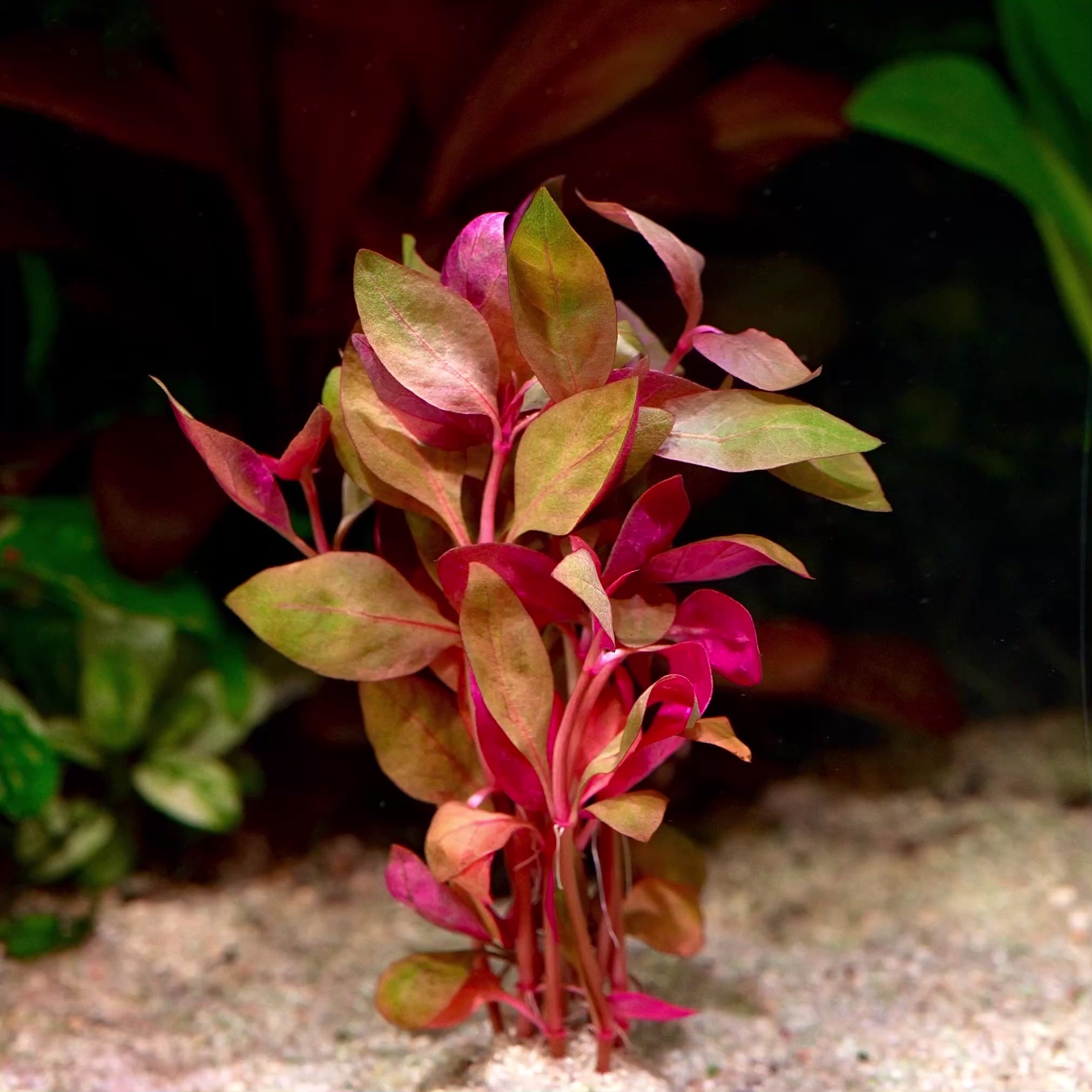 alternanthera reineckii lilacina aquarium plant flowing in water