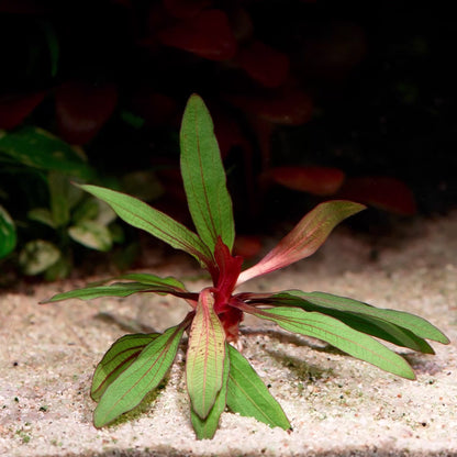 echinodorus horemanii red amazon sword aquarium plant flowing in water