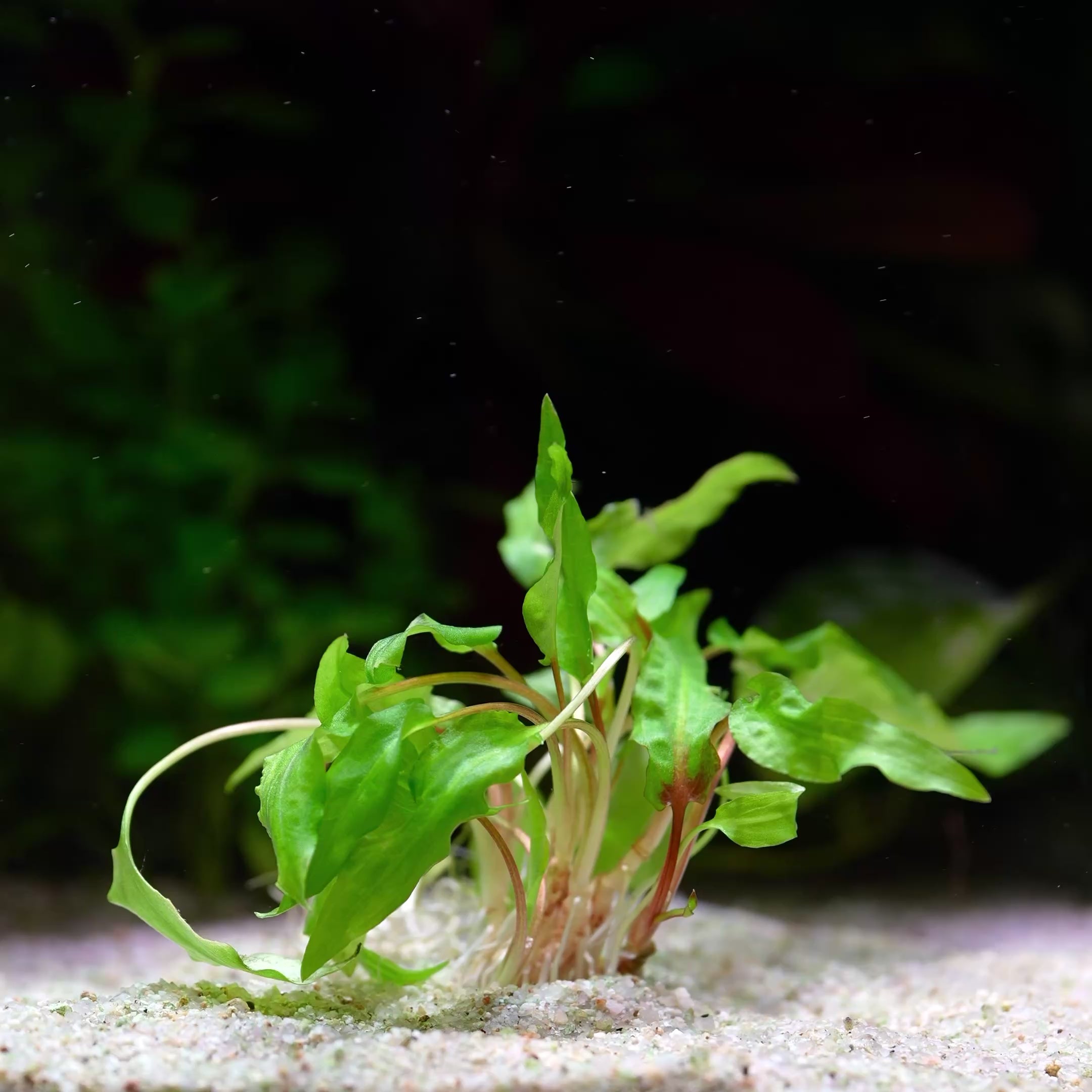 Cryptocoryne Wendtii 'Green' - Tropical Aquarium Plant - CloudAqua