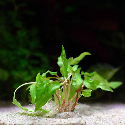 Cryptocoryne Wendtii 'Green' - Tropical Aquarium Plant - CloudAqua