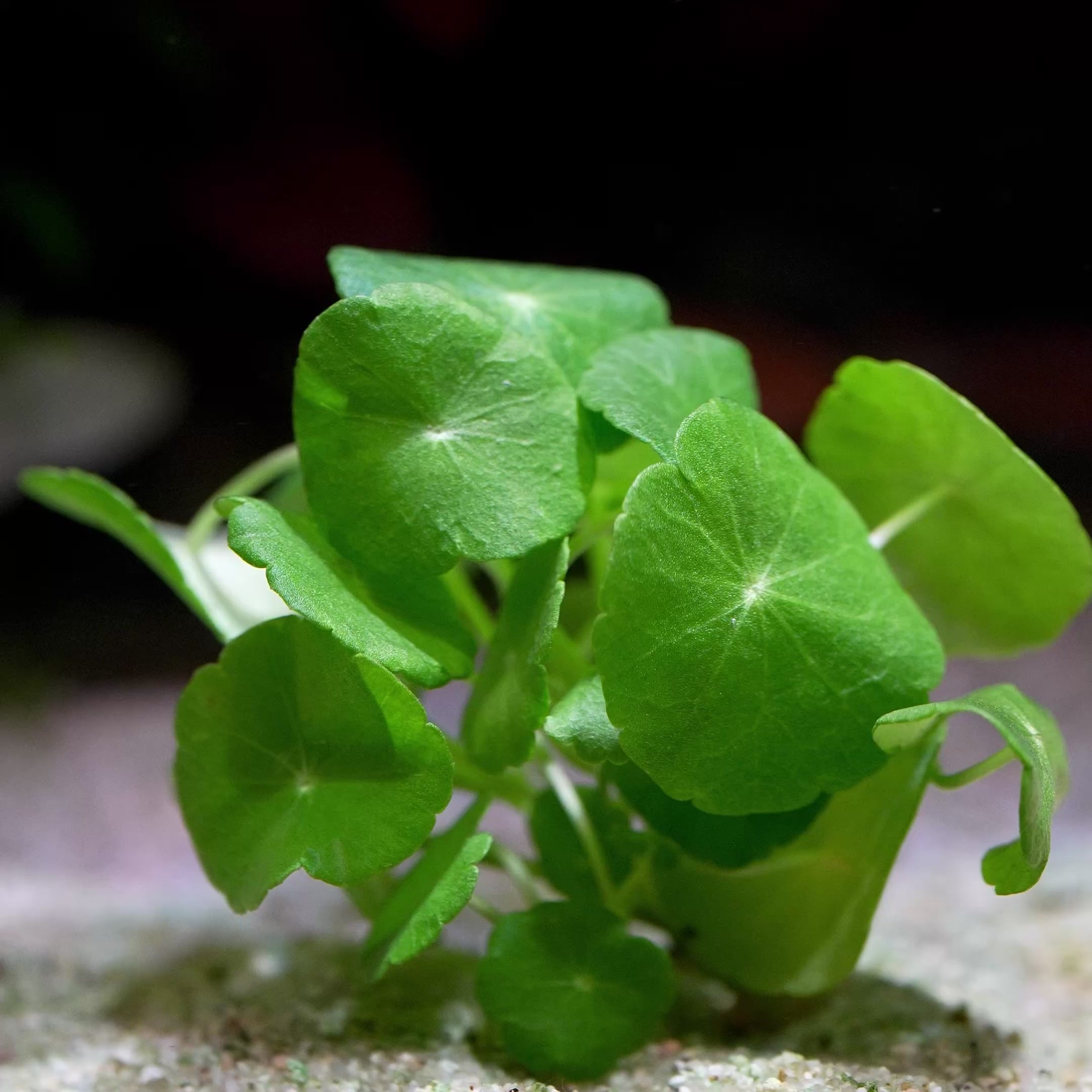 hydrocotyle verticillata aquatic plant flowing in water
