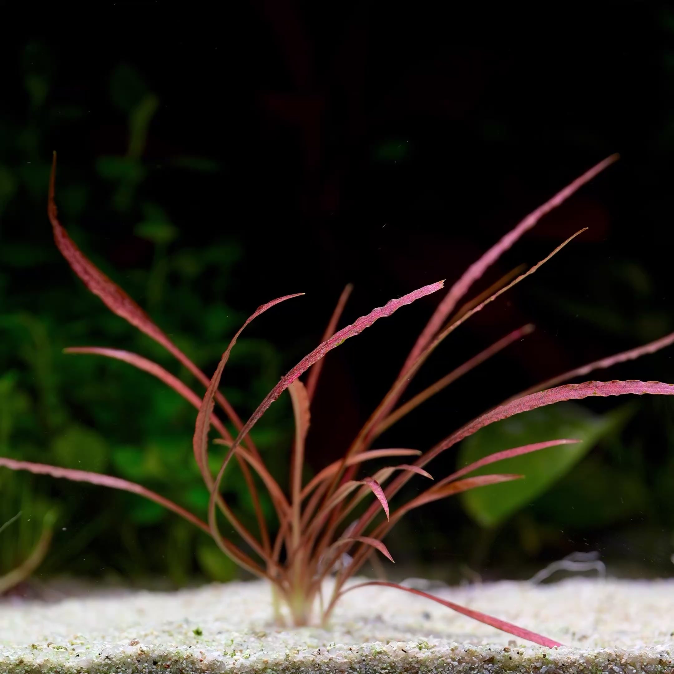 Cryptocoryne Spiralis 'Red' - Rare Aquarium Plant - CloudAqua