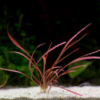 Cryptocoryne Spiralis 'Red' - Rare Aquarium Plant - CloudAqua