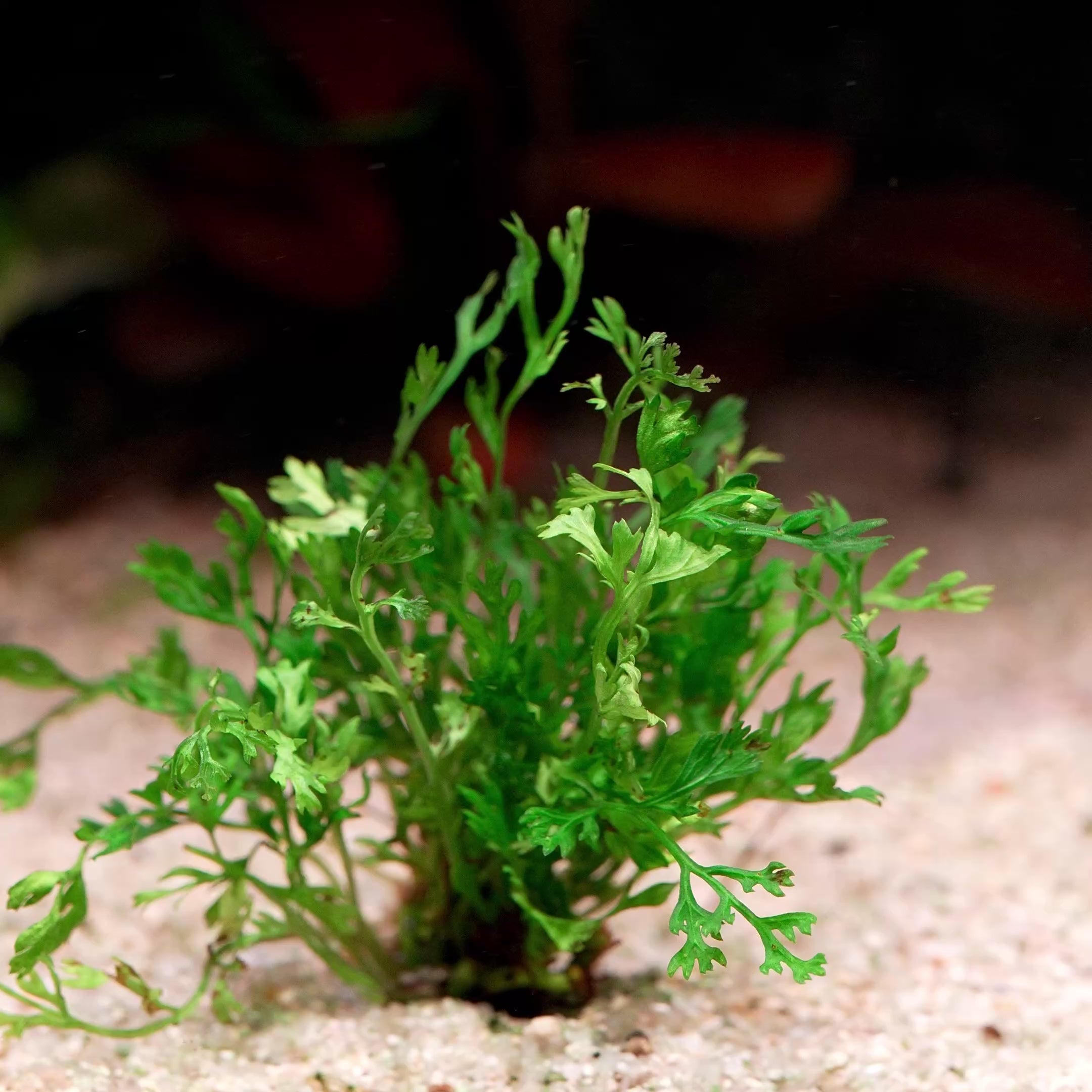 bolbitis heteroclita difformis aquarium plant flowing in water