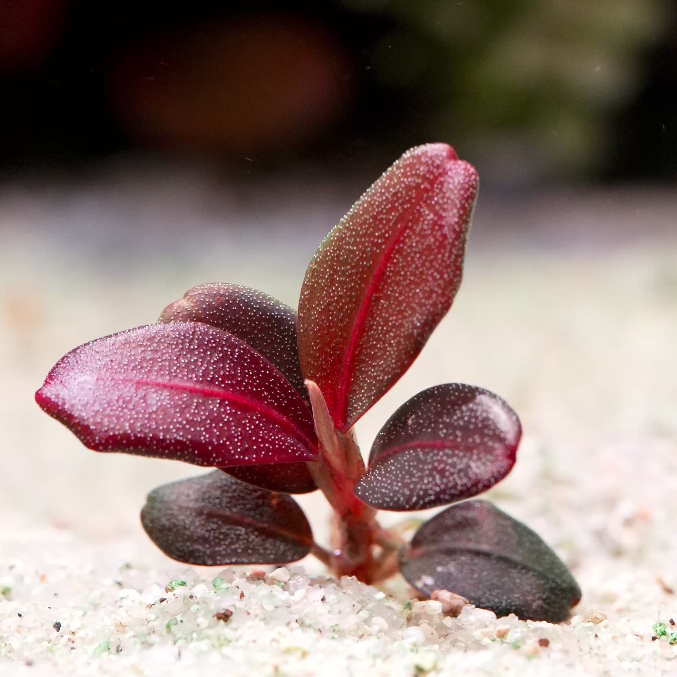 bucephalandra helena qq 10 rare aquarium plant flowing in water