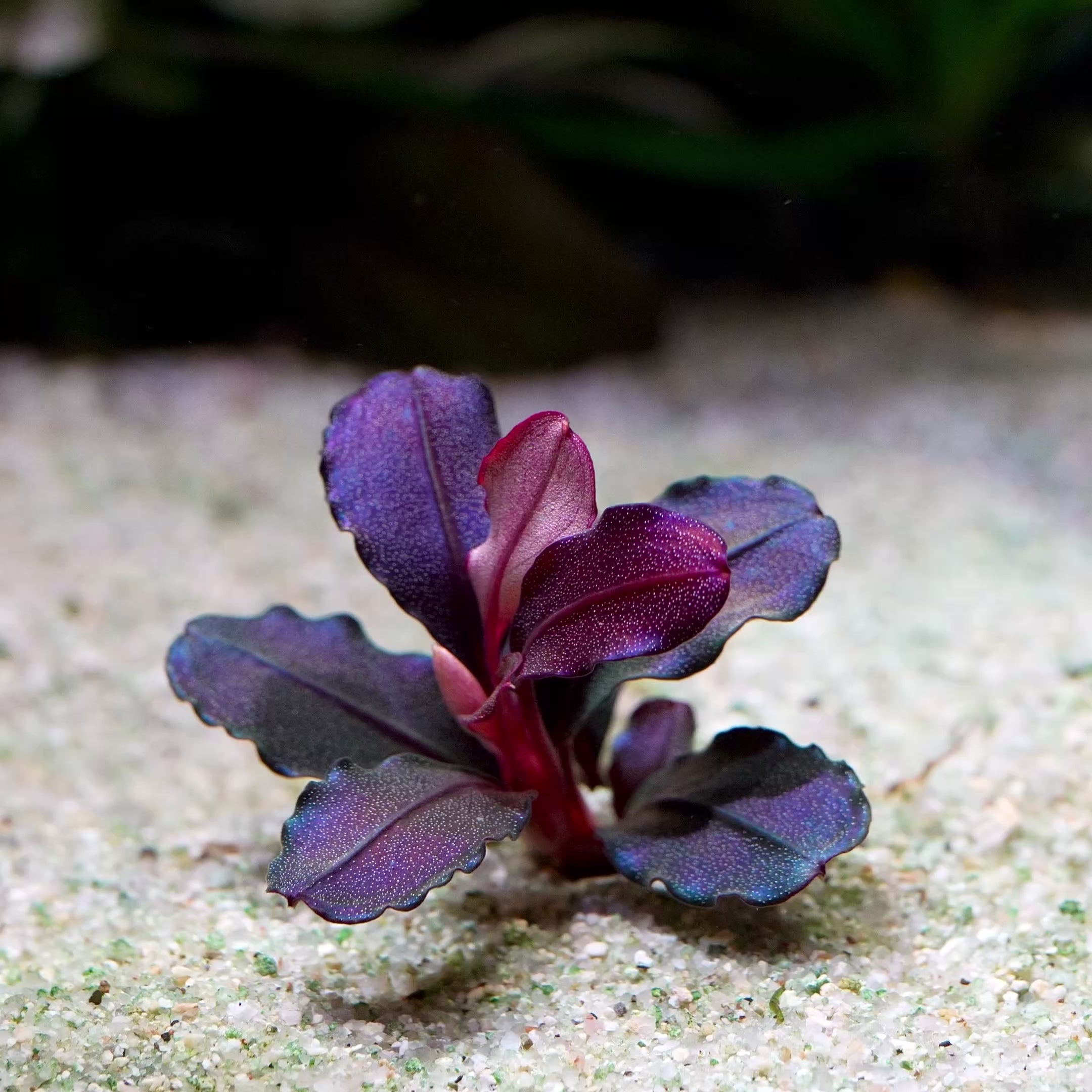 bucephalandra athena aquarium epiphyte plant flowing in water