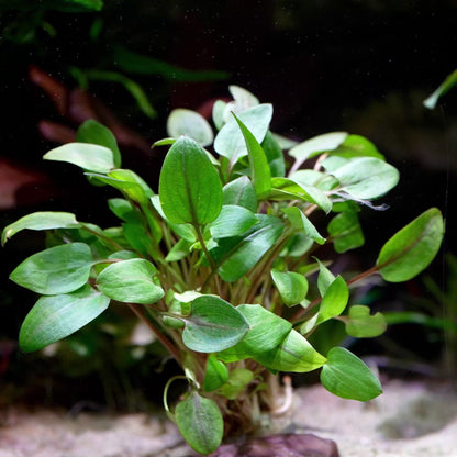cryptocoryne mini round aquarium plant flowing in water